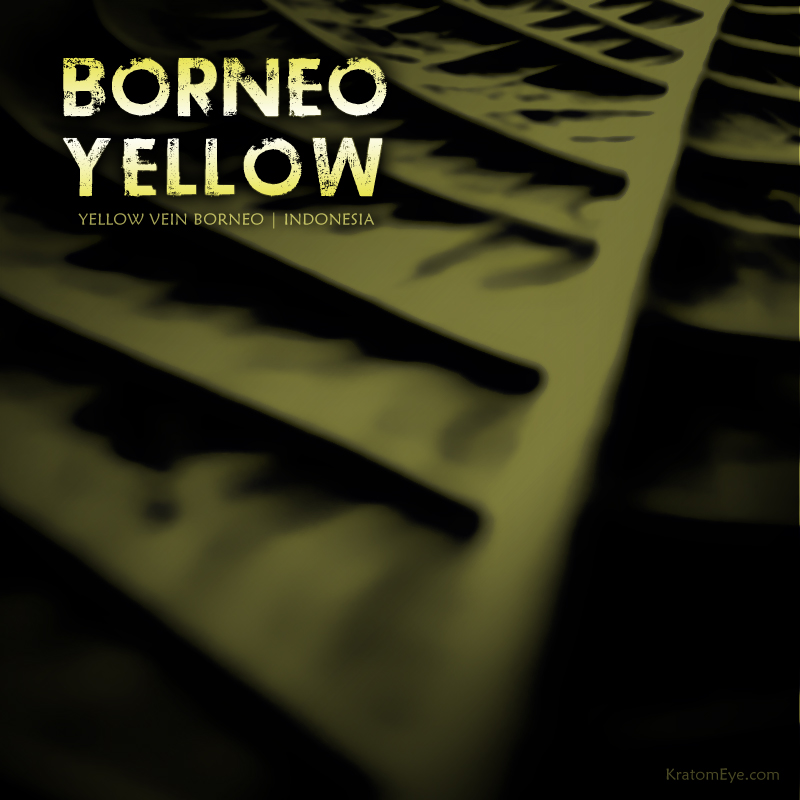 BORNEO YELLOW VEIN KRATOM