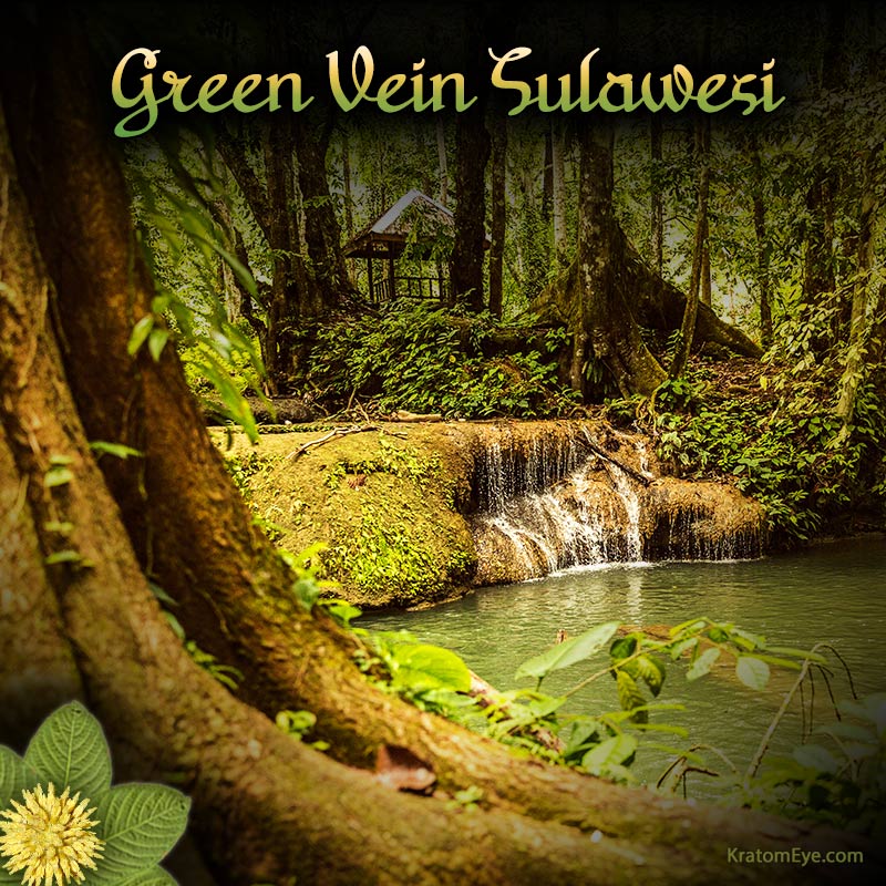 GREEN SULAWESI VEIN KRATOM