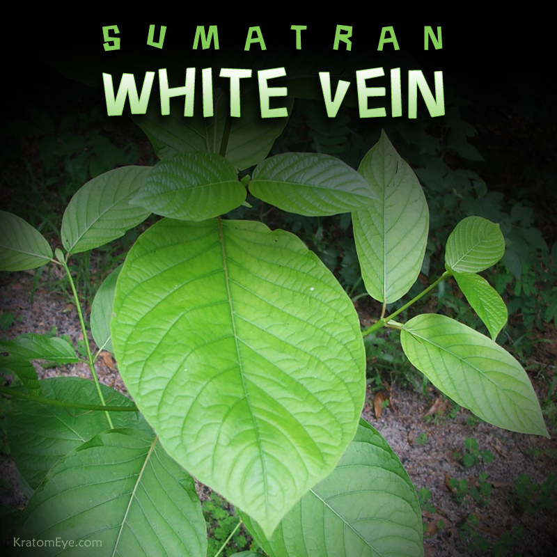 SUMATRAN WHITE VEIN KRATOM