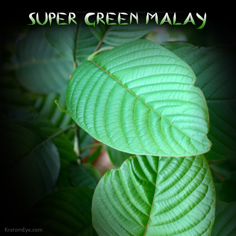 SUPER GREEN MALAY